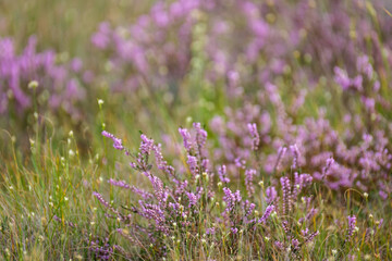 clear bog tundra landscape in summer with green vegetation