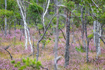 clear bog tundra landscape in summer with green vegetation
