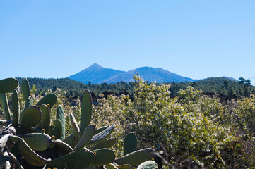 Blick auf eine vulkanische Landschaft. Im Vordergrund Kakteen und Sukkulenten. Traumhafter...