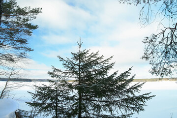 A Christmas tree with long branches on a blue sky background.