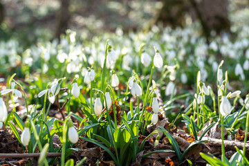 Snowdrops or Galanthus nivalis in the sunlight. A large field of snowdrops in the spring forest.