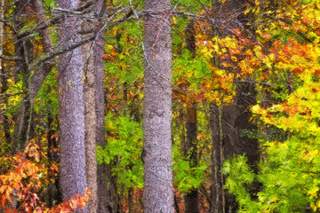 Impressionistic Style Artwork of Autumn Colors Hidden Deep in the Green Forest