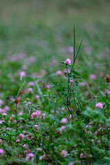 green summer meadow abstract texture with flowers and foliage