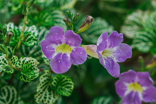Purple Asystasia flowers