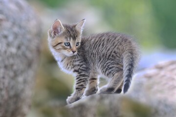 Fototapeta premium cute little tabby kitten. felis silvestris catus. kitten sitting on trunk. Portrait of a little kitten. 