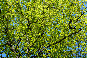 Fototapeta premium green summer foliage abstract texture