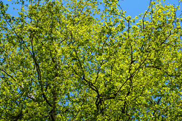 green summer foliage abstract texture