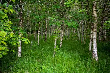 silver birch trees early spring