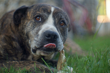 dog portrait on the grass