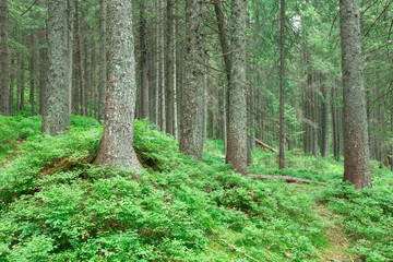 green Forest trees. nature green wood sunlight backgrounds