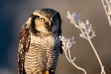 northern hawk owl (Surnia ulula) in winter time on meadow