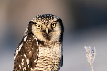 northern hawk owl (Surnia ulula) in winter time on meadow