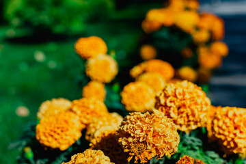 Many yellow-red small flowers from the Asteraceae family. They grow in low bushes in flower beds and gardens as an annual plant