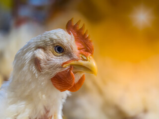 Chicken farming with yellow light