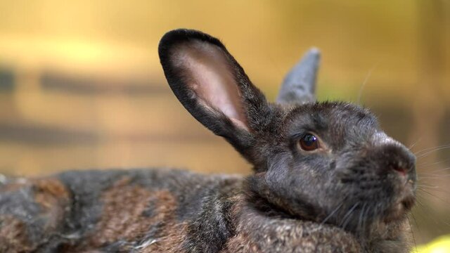 Close up of black bunny