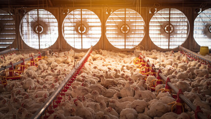 Chicken farming with yellow light