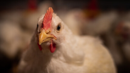 Chicken farming with yellow light