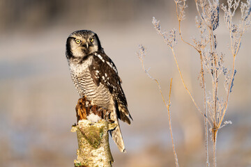 northern hawk owl (Surnia ulula) in winter time on meadow