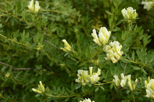 Closeup Chamaecytisus albus known as white broom with blurred background in summer garden