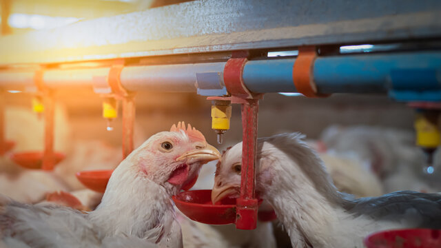 Chicken farming with yellow light