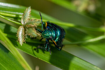 green bug on a leaf