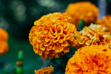 Many yellow-red small flowers from the Asteraceae family. They grow in low bushes in flower beds and gardens as an annual plant