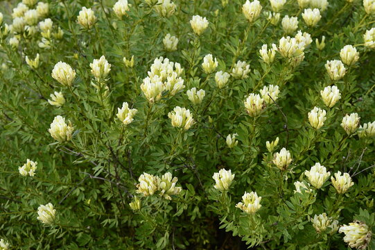 Closeup Chamaecytisus albus known as white broom with blurred background in summer garden