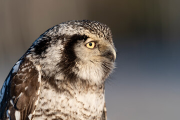 northern hawk owl (Surnia ulula) in winter time on meadow