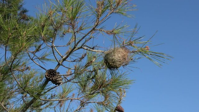 Fethiye, Turkey - 6th of March 2021: 4K Caterpillar tent and frass on pine tree against the sky
