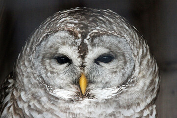 Owls