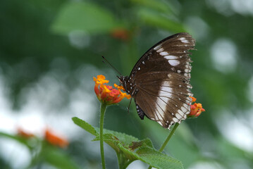 butterfly on a flower