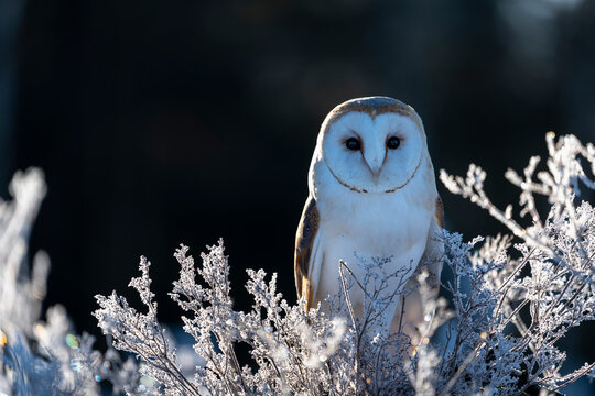 Barn Owl (Tyto Alba) At Morning In Winter Time.