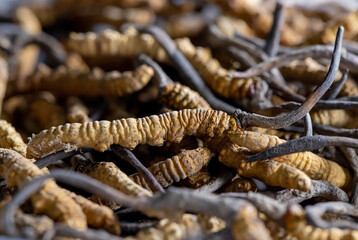 cordyceps for healthcare concept