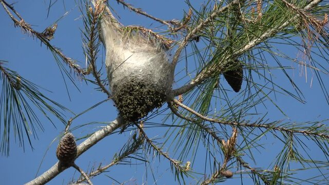Fethiye, Turkey - 6th of March 2021: 4K Close up Larval cocoon and frass on pine tree
