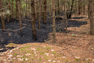 The boundary between burnt and saved forestland. Stopped fire, that destroyed everything in its path, nature saving and protection.