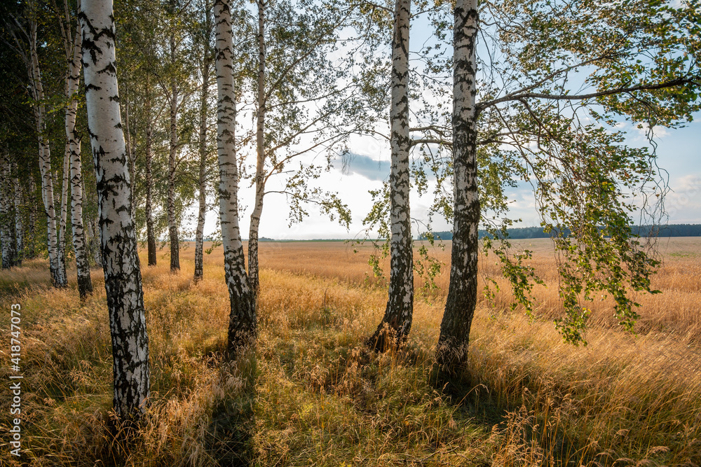 Wall mural Birch forest near the field of rye on a sunny summer day. Rural landscape in the country, agriculture concept.