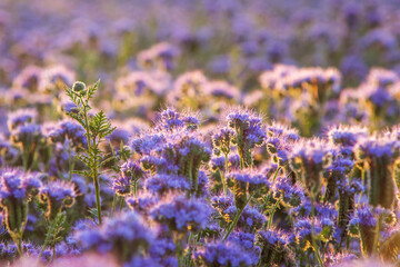 Beautiful violet phacelia flowers in its blossom. Sunrise in the field, close up shot of Phacelia tanacetifolia.