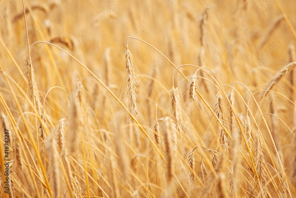 Canvas Prints Close up shot of golden rye. Ripe ears of grains in the field, ready for harvesting.