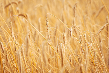 Close up shot of golden rye. Ripe ears of grains in the field, ready for harvesting.