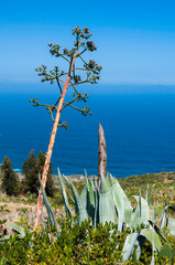 übergroße Blüte einer Agavenpflanze an einem Küstenabschnitt auf der Insel Teneriffa