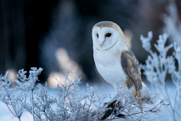 barn owl (Tyto alba) at morning in winter time.