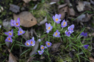 Purple blue crocuses with yellow stamens blooming between dry foliage from last year, first...