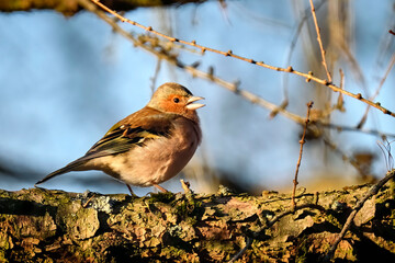 Buchfink ( Fringilla coelebs ).