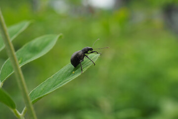 fly on leaf