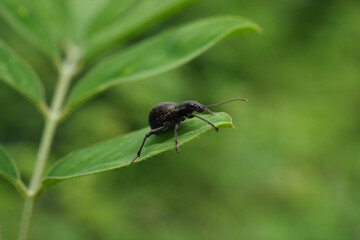 bug on a leaf