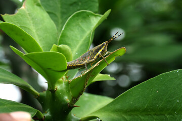 green grasshopper on a leaf