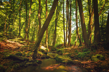 Wald mit Bachlauf