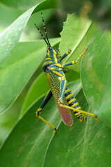 grasshopper on a leaf