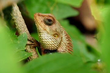lizard close up