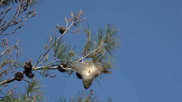 Fethiye, Turkey - 6th of March 2021: 4K Larval cocoon and frass on pine tree
